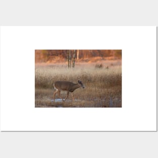 Sunset Wanderer - White-tailed deer Posters and Art